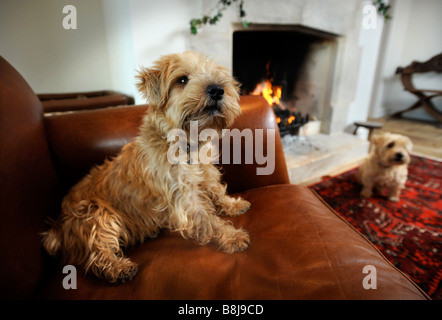 Une paire de chiens d'animal familier de terrier de LUCAS DEVANT UN FEU OUVERT UK Banque D'Images