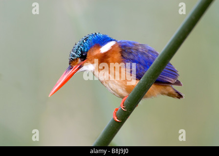 La Malachite Kingfisher Lake Awasa Ethiopie Banque D'Images