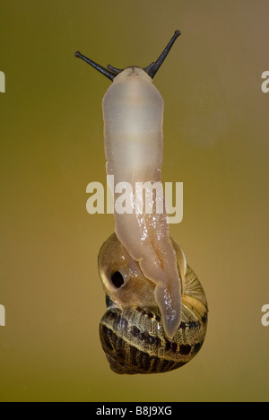 Escargot Helix aspersa sur verre Banque D'Images