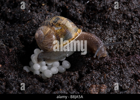 Escargot Helix aspersa pondent dans le sol pendant la nuit Banque D'Images