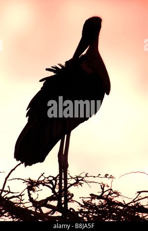 Flamant rose (Phoenicopterus ruber crumeniferus Marabou Stork Lac Awasa Ethiopie Banque D'Images