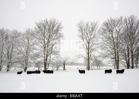 Mouton noir dans un champ neigeux dans la région de Yardley Hastings Northamptonshire le jeudi 5 février 2009 Banque D'Images