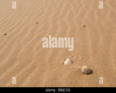 Des modèles dans le sable de la plage avec deux coquilles Banque D'Images
