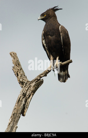 Aigle couronné Stephanoaetus coronatus Ethiopie Banque D'Images