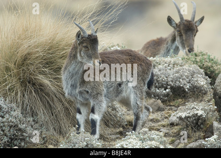 Walia Ibex Capra walie Ethiopie Simien Banque D'Images