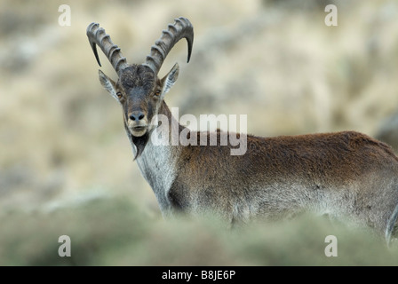 Walia Ibex Capra walie Ethiopie Simien Banque D'Images