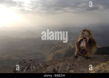 Theropithecus Gelada babouin gélada mâle Simien Éthiopie Banque D'Images