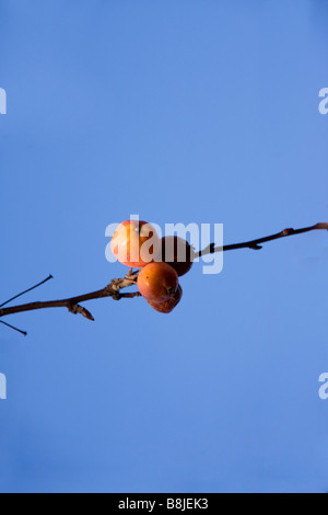 Les petits fruits rouges et orange sur une branche contre un fond de ciel bleu vif Banque D'Images