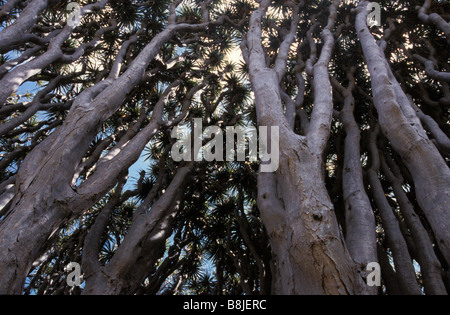 Sang du Dragon Tree (Dracaena draco) Banque D'Images