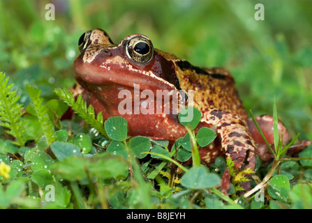 Grenouille Rousse Rana temporaria in garden Banque D'Images