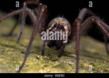 Araignée Tegenaria domestica UK House Banque D'Images