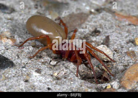 Araignée Dysdera crocata UK cloporte Banque D'Images