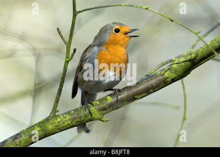 Erithacus rubecula aux abords jardin Kent UK Banque D'Images