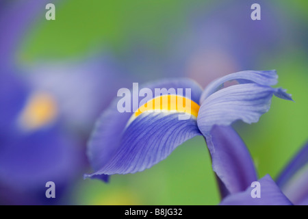 Bleu Violet Iris Iridaceae fleurs close up sur un fond vert clair Banque D'Images