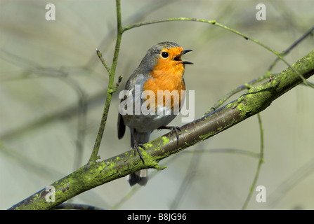 Erithacus rubecula aux abords jardin Kent UK Banque D'Images