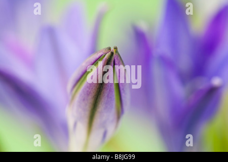 Le Triteleia laxa ou Brodiaea laxa fleur bleu mauve pâle non ouverts dans close up doucement teintée Banque D'Images