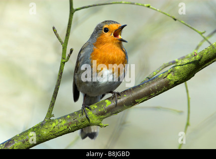 Erithacus rubecula aux abords jardin Kent UK Banque D'Images