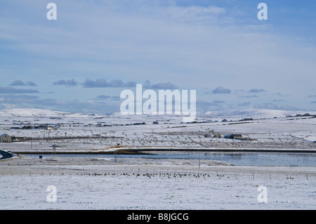 dh Bridge of Waithe STENNESS ORKNEY Geese flock emportant des champs de neige blancs hivernaux anser grislag orkneys Winter snowfscape Swarms uk Banque D'Images