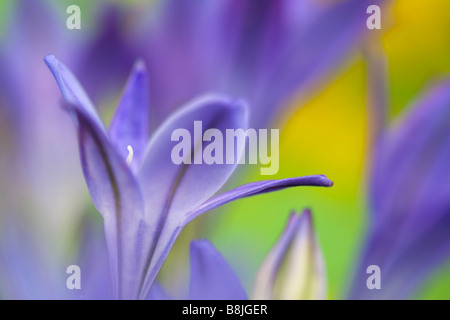 Le Triteleia laxa ou Brodiaea laxa appelé aussi Grassnut triplet 'lily' et 'la lance' Ithuriel Banque D'Images
