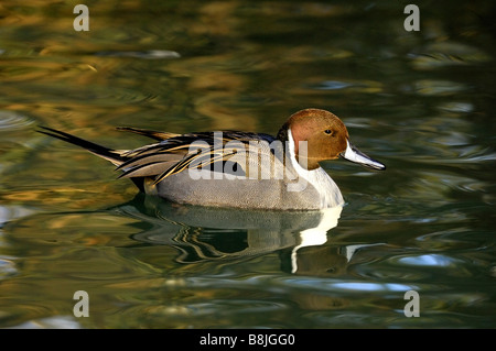 Canard pilet mâle Canard pilet Anas acuta Banque D'Images