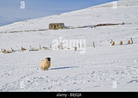 Animaux moutons dh UK moutons Blackface champ couvert de neige blanche Banque D'Images