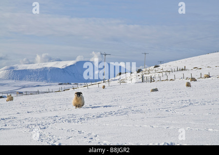 Animaux moutons dh UK moutons Blackface champ couvert de neige blanche Banque D'Images