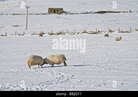 Animaux moutons dh UK moutons Blackface J'écrase l'autre champ couvert de neige blanche Banque D'Images