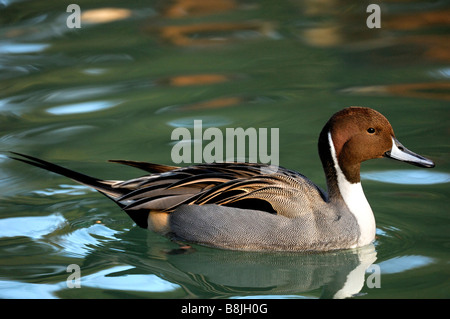 Canard pilet mâle, le Canard pilet Anas acuta Banque D'Images