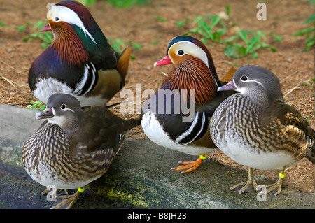 Le Canard Mandarin mâle et femelle, Aix galericulata Banque D'Images