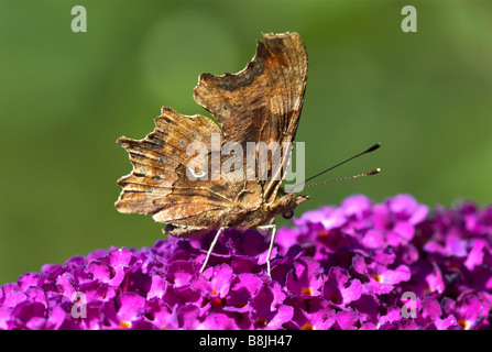 Comma Butterfly Polygonia c-album UK Banque D'Images