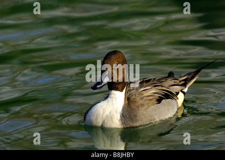 Drake Pintail, Northern Pintail, Anas acuta Banque D'Images