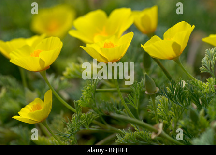 Pavot de californie Eschscholzia californica UK Banque D'Images