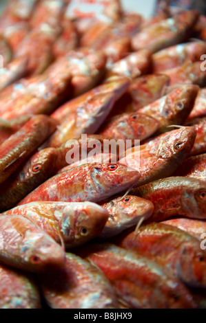 Rouget frais Marché aux poissons du Rialto de Venise Banque D'Images