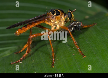 Robber Fly Asilidae sp. Costa Rica Banque D'Images