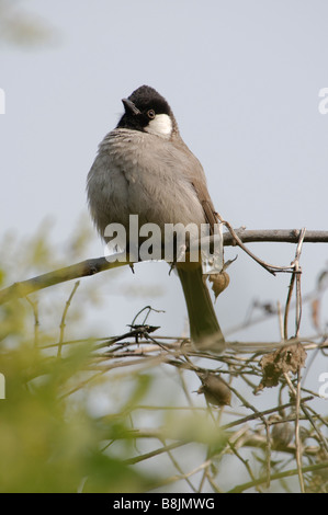 White-eared Bulbul Pycnonotus leucotis assis sur une branche Banque D'Images