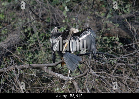 Anhinga melanogaster Darter ailes de séchage Banque D'Images
