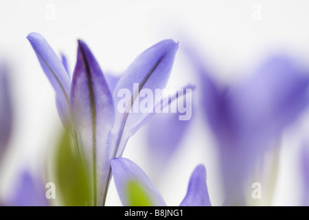 Le Triteleia laxa ou Brodiaea laxa appelé aussi Grassnut triplet 'lily' et 'l'épée Ithuriel' rétroéclairé fleurs sur fond blanc Banque D'Images