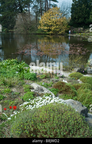 Jardin botanique de l'Université de Cambridge , Angleterre Banque D'Images