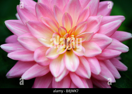 Dahlia Banque D'Images