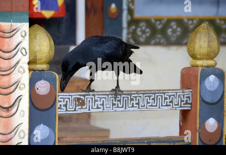 Un grand bec-de-Corbeau (Corvus macrorhynchos) enquête sur une balustrade peint de couleurs vives, dans un monastère Bouddhiste. Banque D'Images