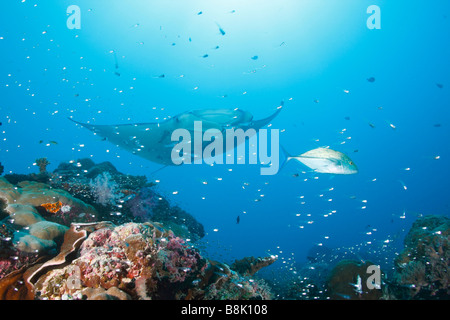 Manta Ray approche d'un récif de corail coloré avec l'école de poissons de verre et sihouettes de poissons de récif vivants avec le soleil en arrière-plan Banque D'Images