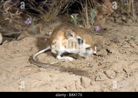 Rat kangourou d'Ord Banque D'Images