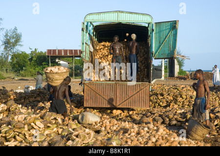 Chargement des travailleurs sur un camion de coco après le shell a été retiré de la Tanzanie de Pangani Banque D'Images