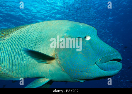 Napoléon géant dans le bleu piscine eau libre avec surface de l'eau dans l'arrière-plan Banque D'Images