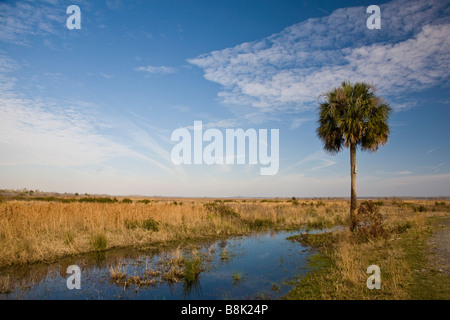 Paynes Prairie Preserve State Park à Micanopy Gainesville près de Florida Banque D'Images