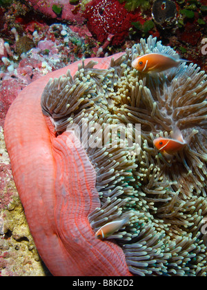 Deux adultes et un juvénile anemonefishes rose cueillette à des tentacules de l'anémone Banque D'Images