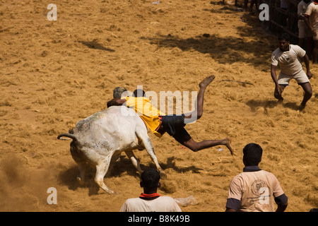 Tamil Nadu Inde Allanganallur Jallikkattu Pongal annuel corrida action man holding sur bull Banque D'Images