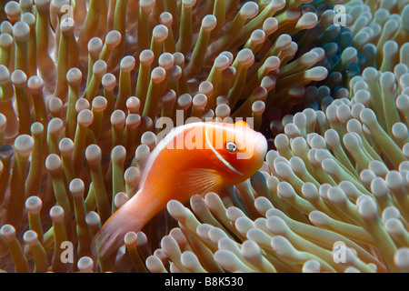 Poisson clown rose tentacules de l'anémone en natation Banque D'Images