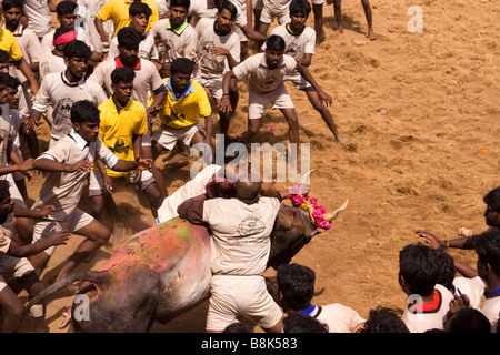 Tamil Nadu Inde Allanganallur Jallikkattu concurrent corrida annuelle Pongal holding sur bull Banque D'Images