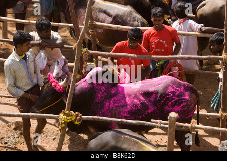 Tamil Nadu Inde Allanganallur Jallikkattu Pongal annuel propriétaire corrida combats revêtement poudre violet avec Bull Banque D'Images